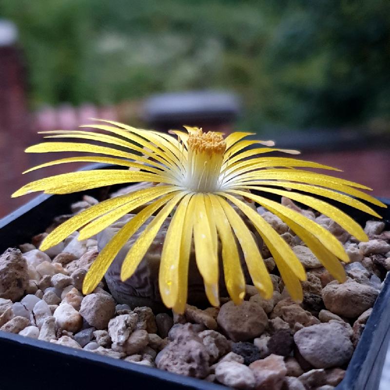 Lithops_dorotheae_C300_1.jpg